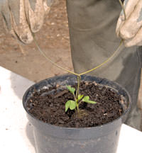 Step 4 pushing wire structure into the soil at the base of the plant